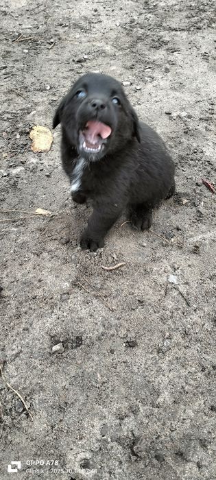 Pieski i suczki matka labrador