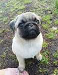 Mops suczka ZKwP FCI do odbioru