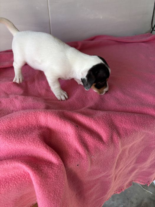 Jack rusell terrier femea