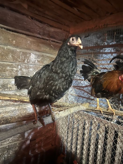 Кури несушки,півні