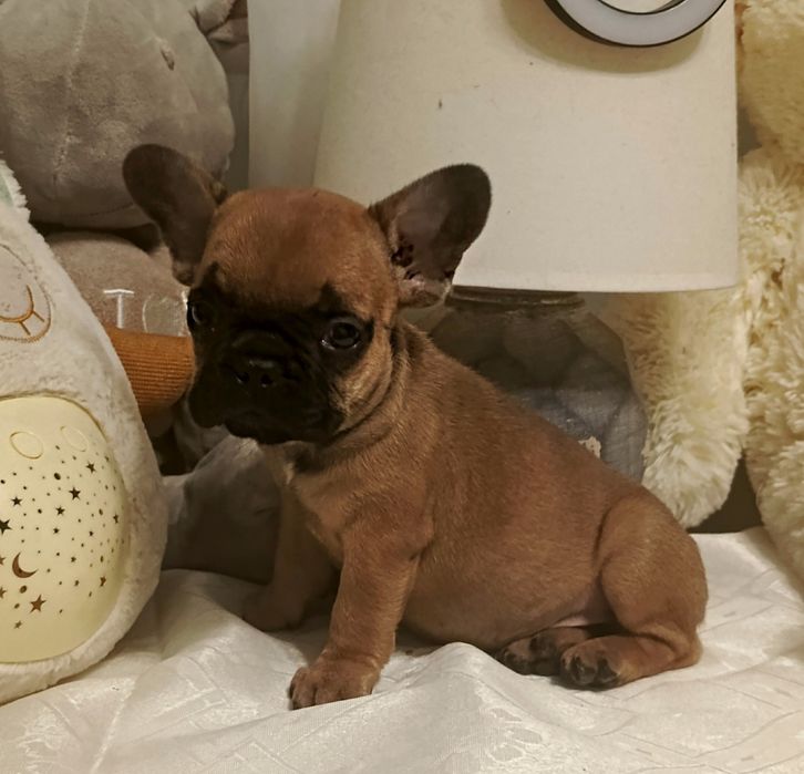 Розкішні французики