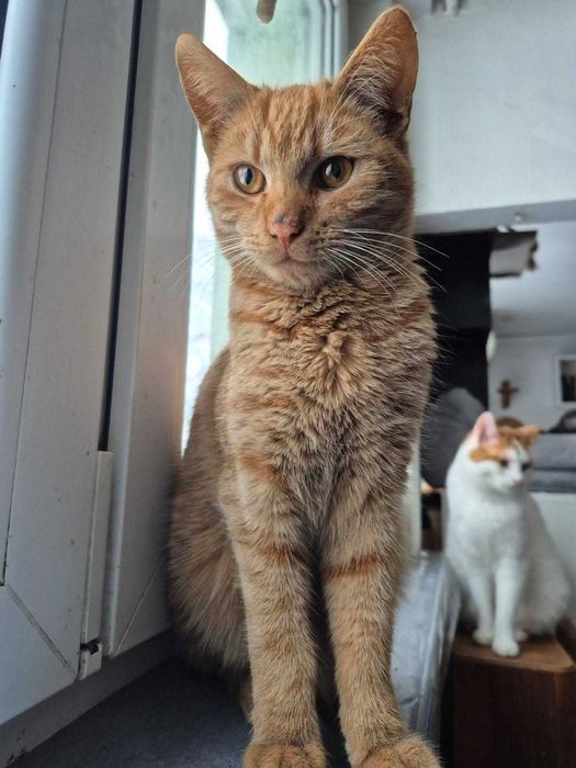 Kotki i kocurki do wyboru