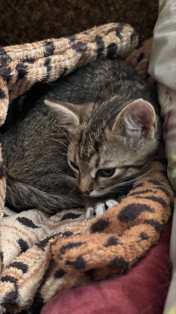 Котик в гарні руки Хмельницький