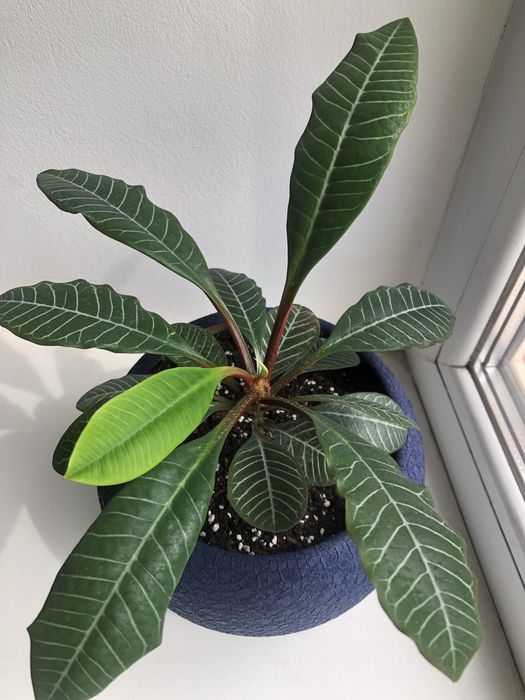 Молочай беложильчатый.