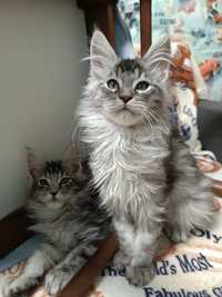 Мейн кун котята, серебряно-голубые мальчики