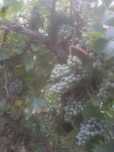 Uvas Azal, zona de Borba de Godim perto de Amarante.