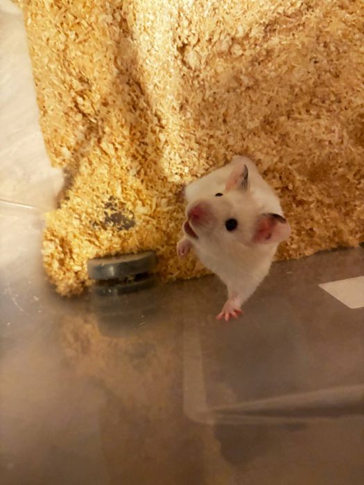 Sprzedam chomika syryjski  samiec