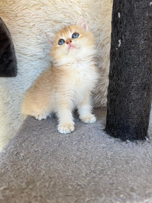 Macho British golden shorthair