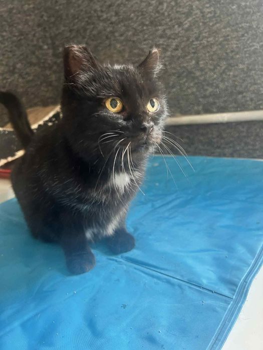 Do adopcji kotka Czarna