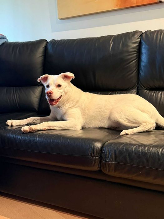 Snow para adoção responsável