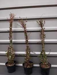 Sadzonki żurawiny (Vaccinium macrocarpon), żurawina, cranberry