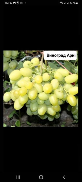 Саженцы плодовых и экзотических деревьев