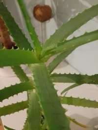 Aloes doniczka leczniczy