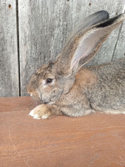 Sprzedam Samca Belga