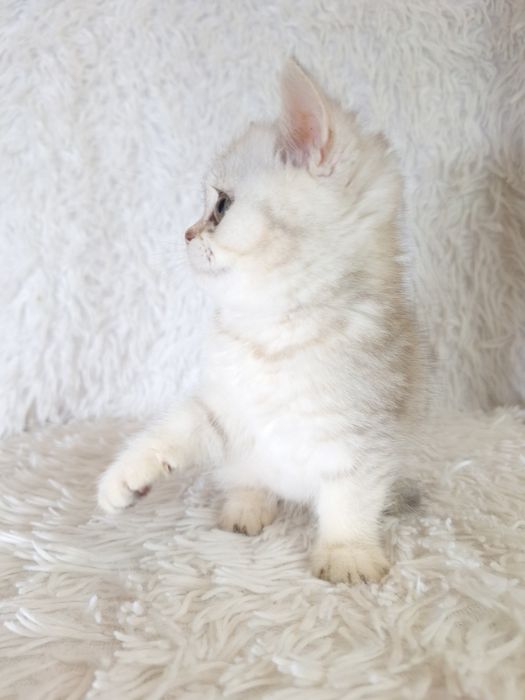 Шотландська срібляста шиншила