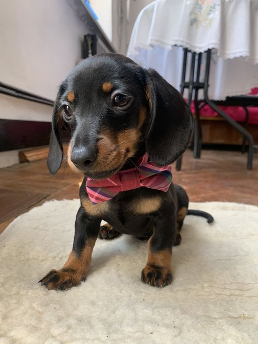 Чорнопідпала кроляча красуня таксочка.