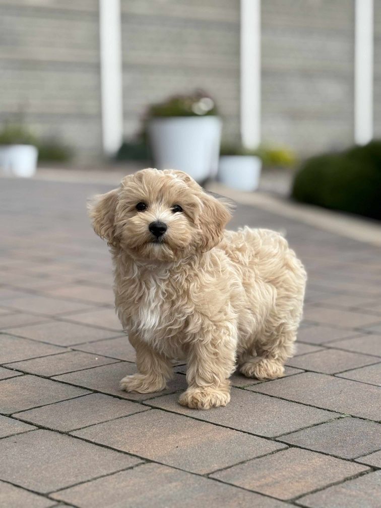 Piesek rasy Maltipoo