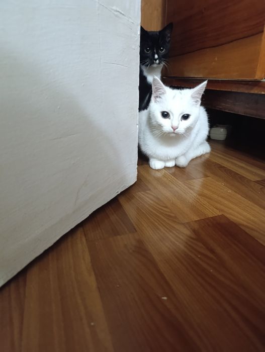 Віддамо активних котиків в турботливі руки