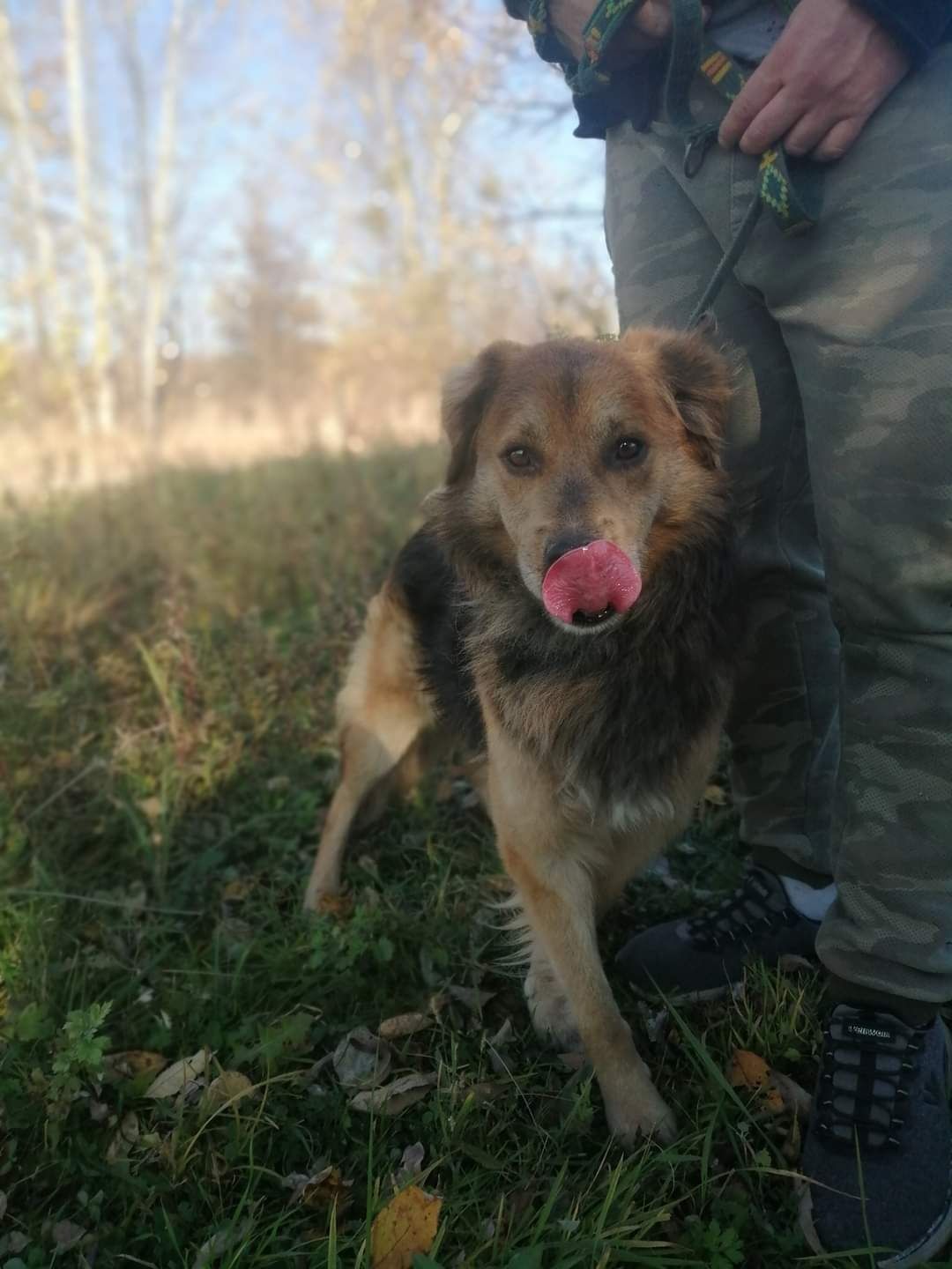 Przytulaśny pies w typie owczarka australijskiego / bc szuka domu