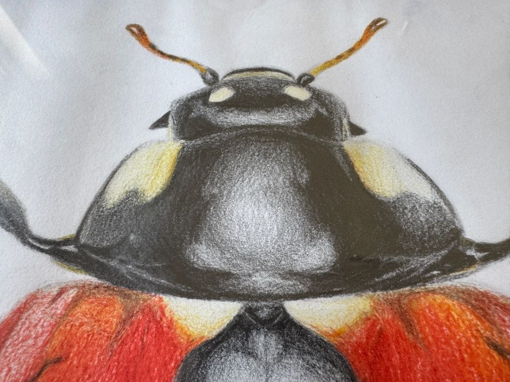 Quadro com desenho realista de joaninha para decoração - folha A3