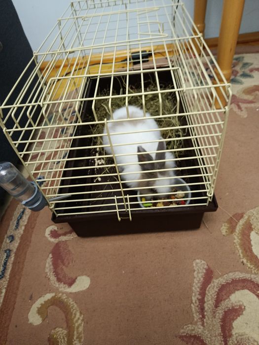 Срочно!Продам кролика с клеткой !