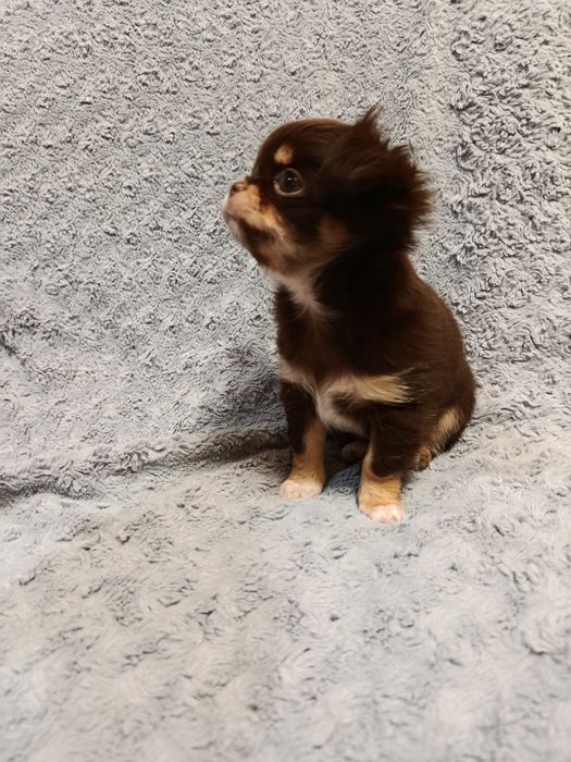 Чихуа довго шерстні,хлопчики