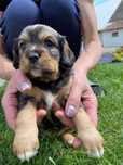 Cavalier King Charles spaniel