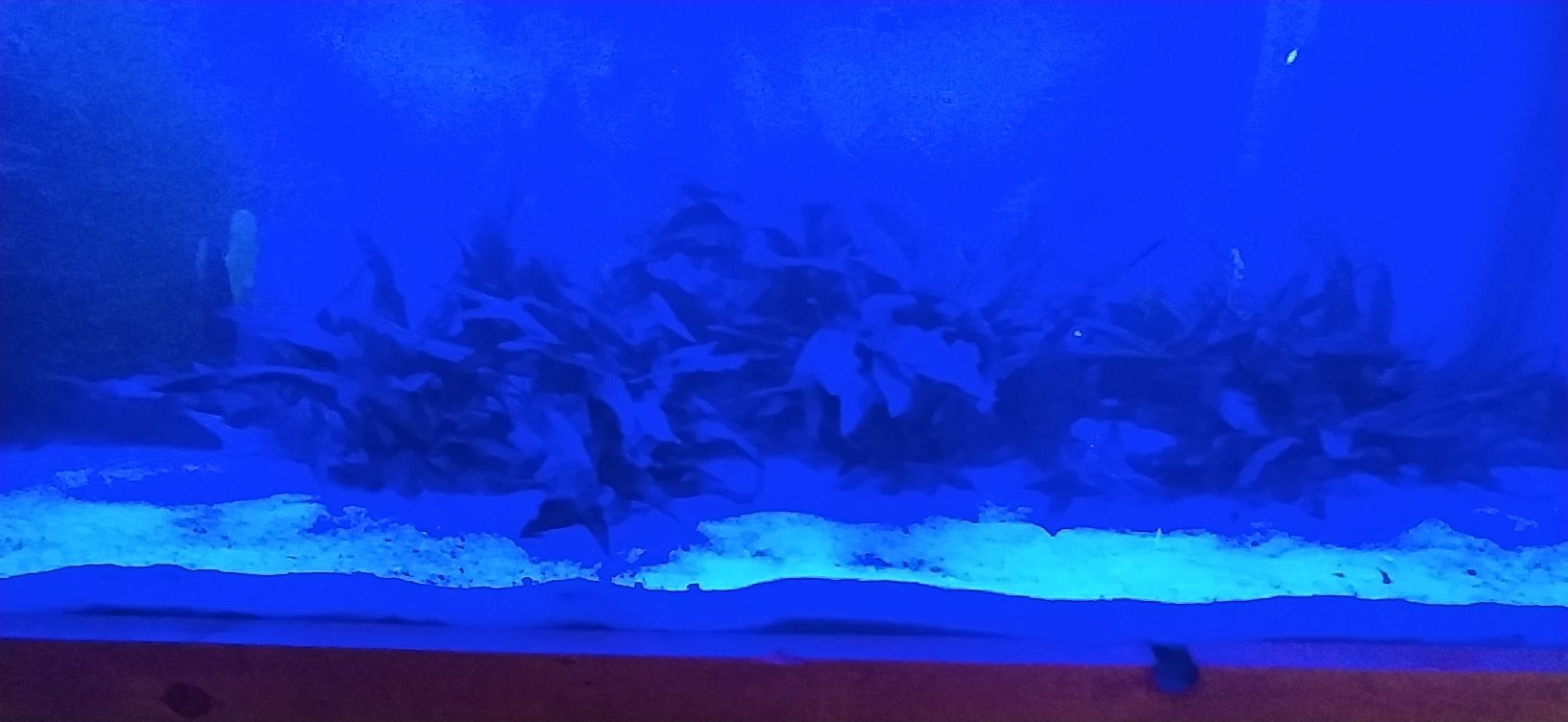 luz/iluminação 60cm led aquário plantados com programação 60/80cm