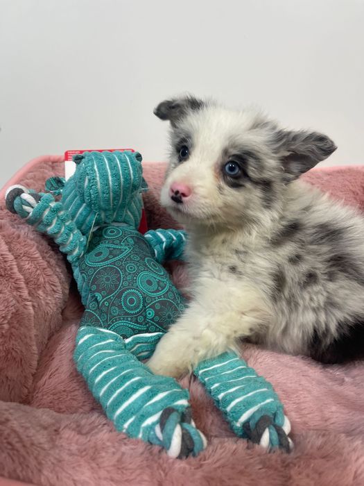 Border collie Femea Blue merle