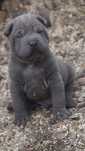 Blue samiec Shar Pei z rodowodem, rodzice importowani z rodowodami FCI