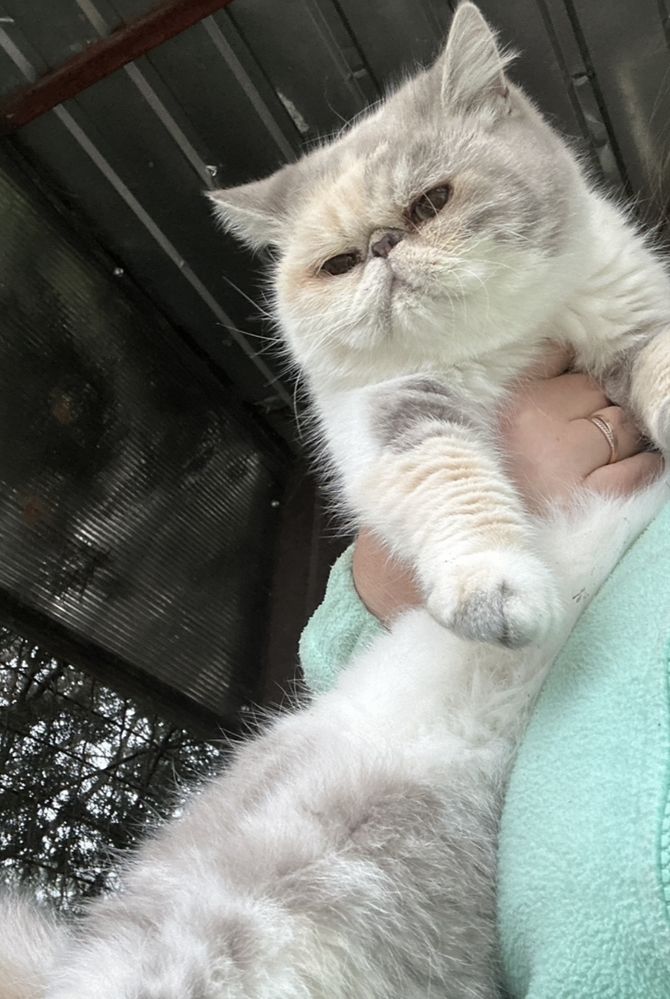Британские котята