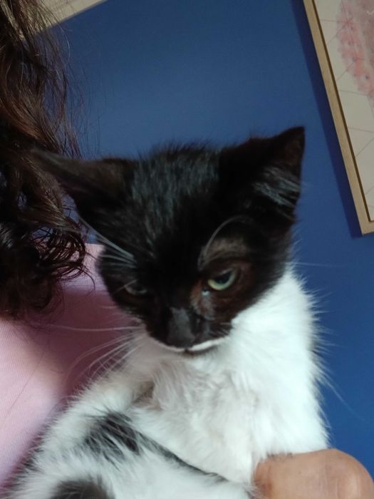 Gatinhos para adoção