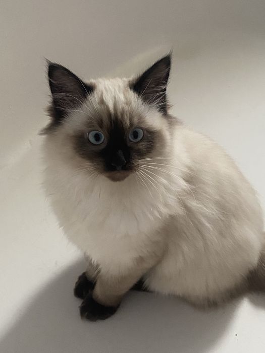 Uroczy kotek ragdoll