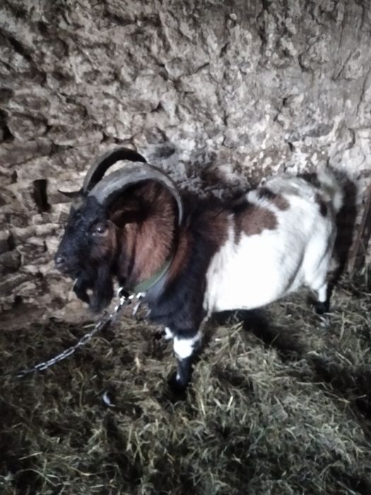 Koziołek miniaturka