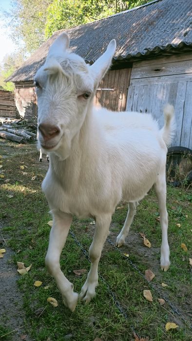 Козел для парування кізок