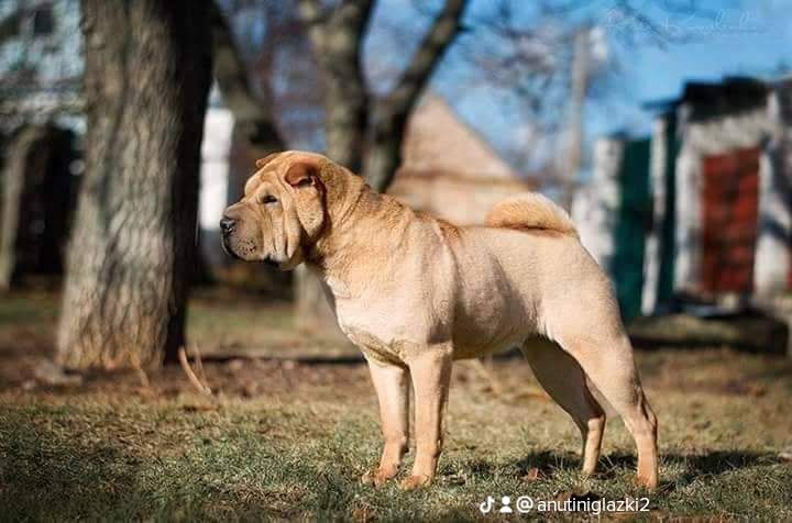 Щенки Шарпей мальчик