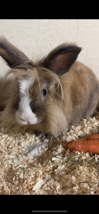 Кролик карликовий