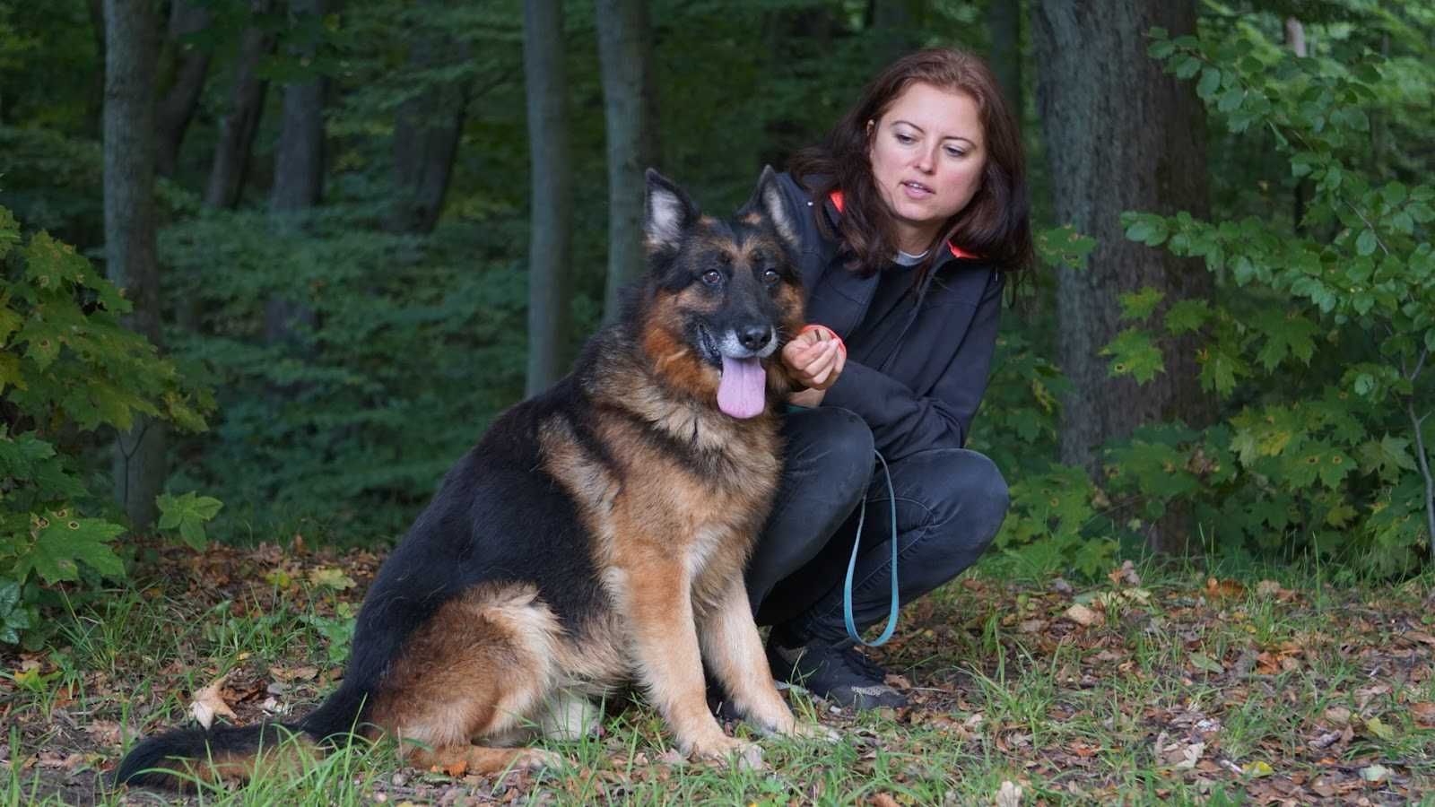 ARION - owczarek niemiecki w schronisku. Łagodny, miły. [FILMIKI]