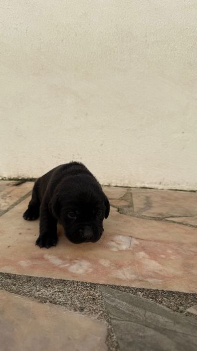 Labrador preto femea com Lop