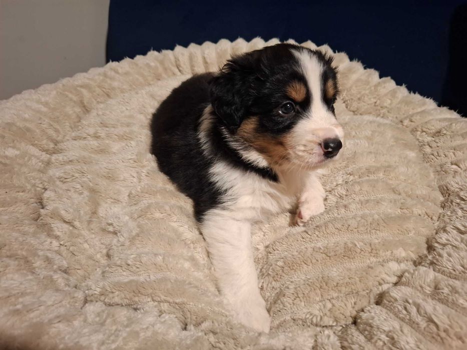 Border Collie Szczeniak black tri color
