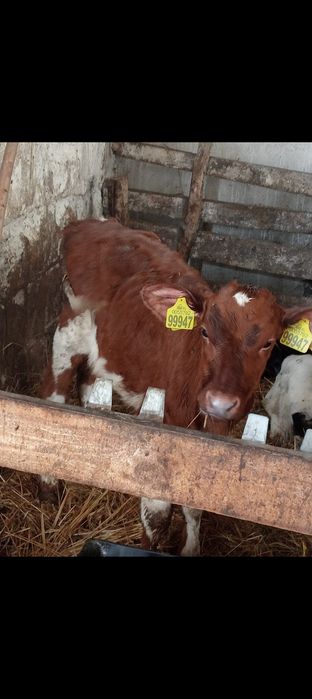 Byczek jałówki cielaki