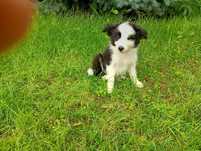 Border Collie szczeniaczek suczka