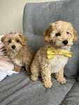Cudowny maltipoo do odbioru