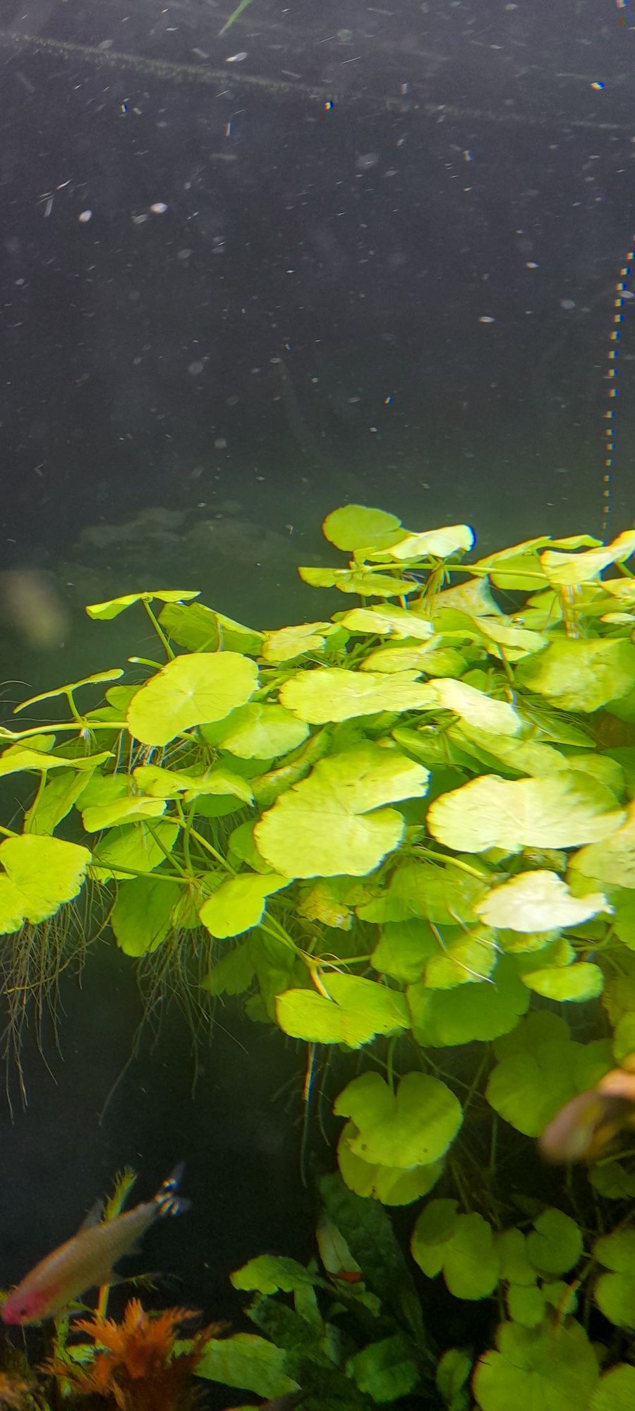 Hydrocotyle valgaris-wagrotka zwyczajna roślina akwariowa
