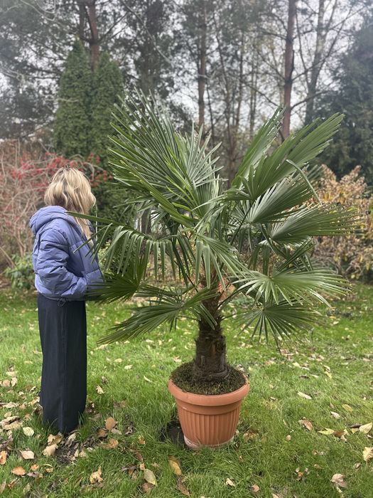 Palma mrozoodporna Trachycarpus fortunei