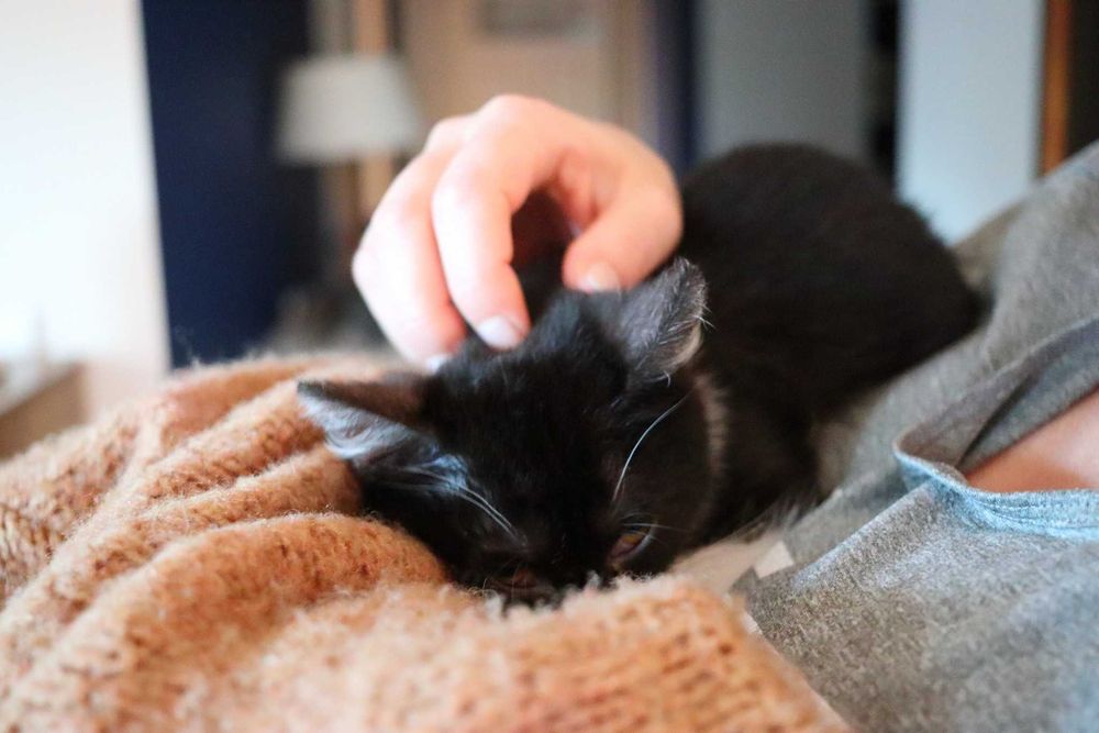 Mięta - chętnie nada orzeźwienia twojemu życiu!