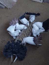 Продам статних голубів,самка павліна краснохвоста