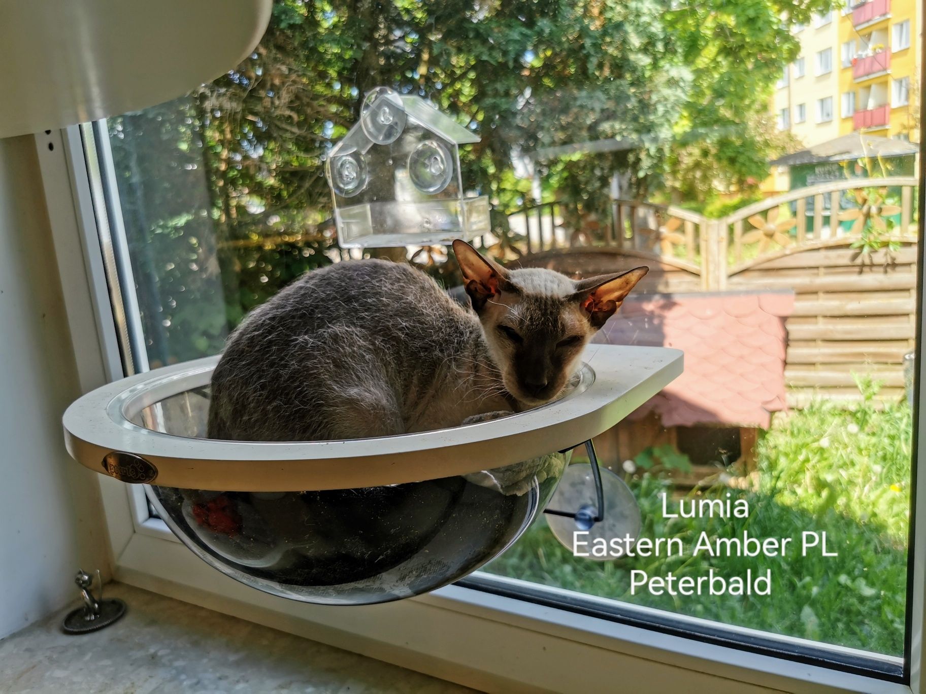Peterbald koteczka dorosła gotowa do zmiany domku