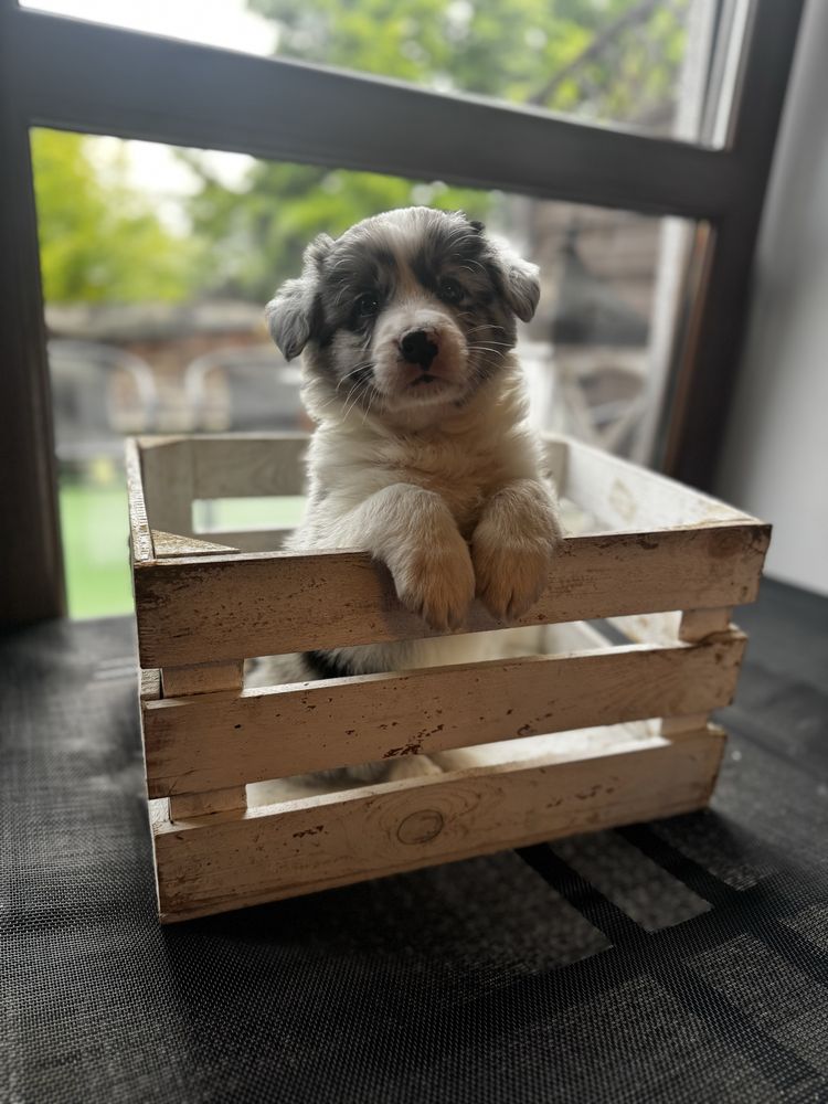Border Collie FCI ZKWP