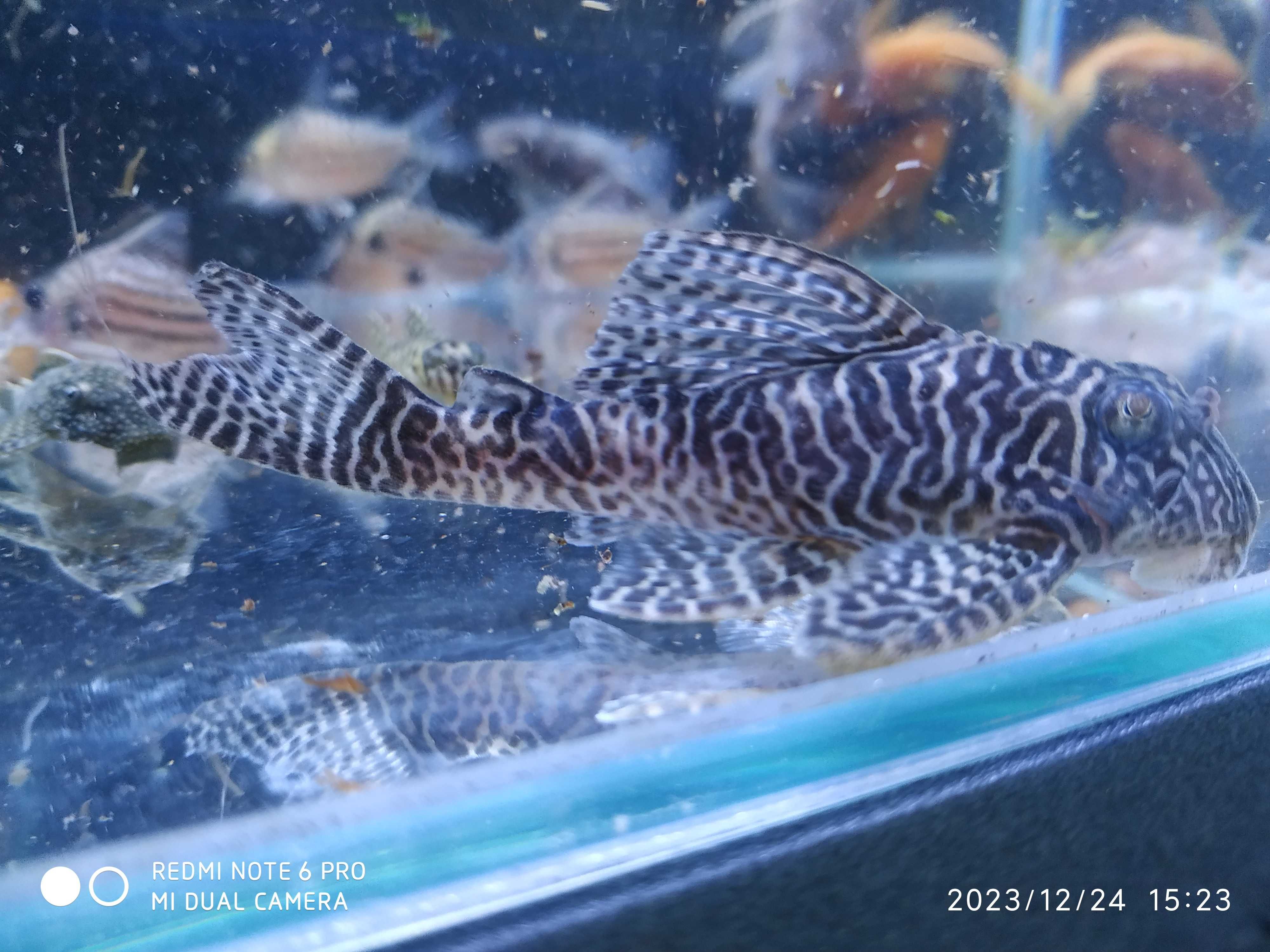 Urgente, escumador, iluminação, guppys ,hypancistrus, plantas